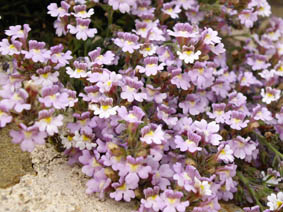 Chaenorrhinum sp 'Espagne'
